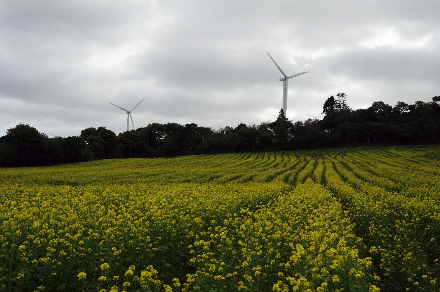 Eoliennes dans un champs a Cast transition énergétique