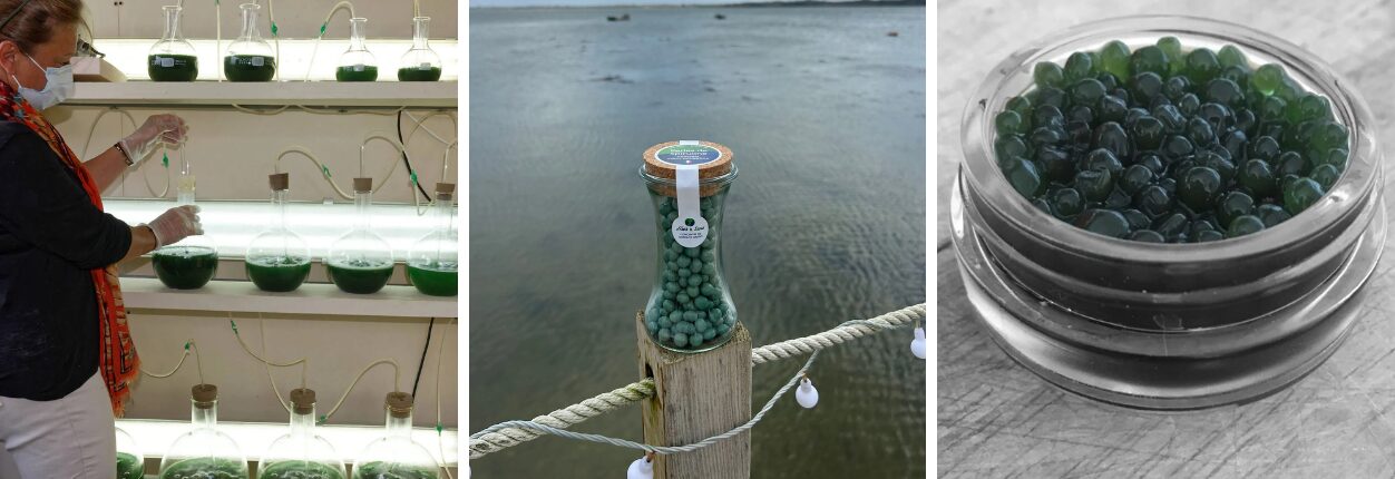 spirumarine